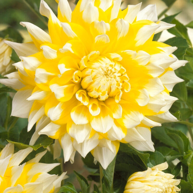 Dahlia Dekorativ Grand Prix 1-pack NYHET